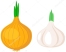 depositphotos_204095992-stock-illustration-garlic-onion-vegetable-clipart-simple